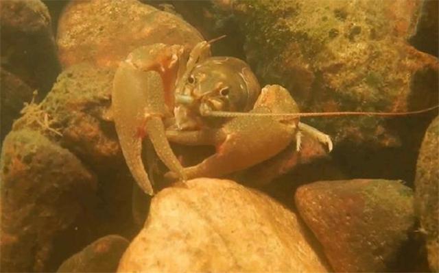 农村深山的1种动物，被称为“淡水龙虾”，适合病后需调养的人吃