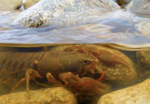 农村深山的1种动物，被称为“淡水龙虾”，适合病后需调养的人吃